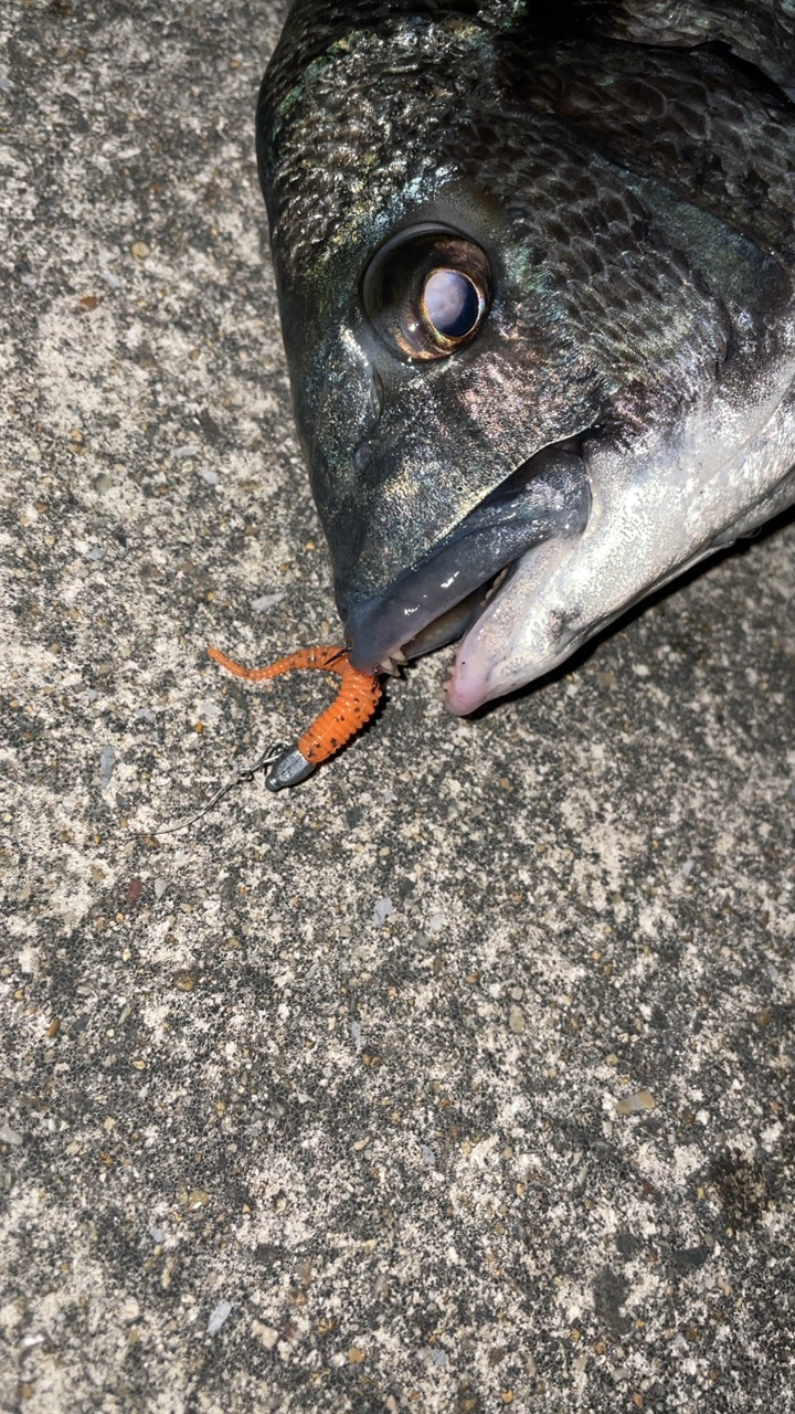 おチヌ様発見！