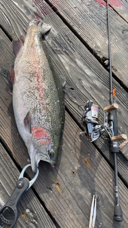 釣堀海恵のサーモンコーナー