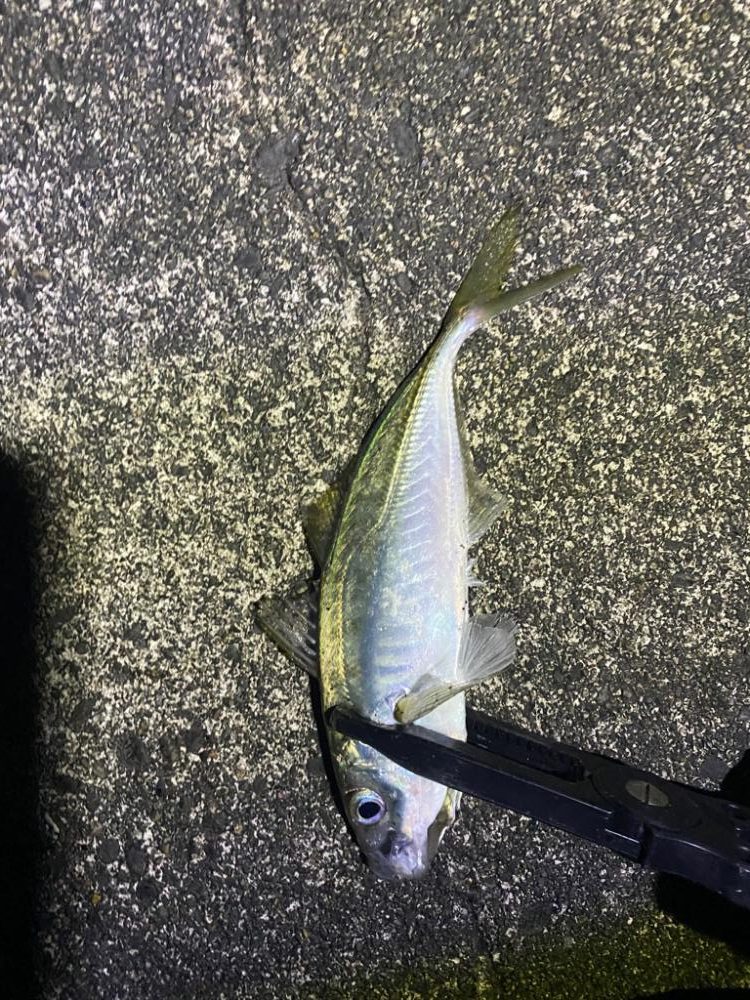 短時間アジング