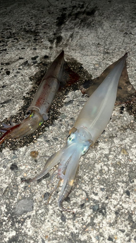 ヤリイカ釣り(๑˃̵ᴗ˂̵)