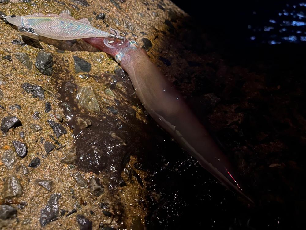 今年初のヤリイカエギング