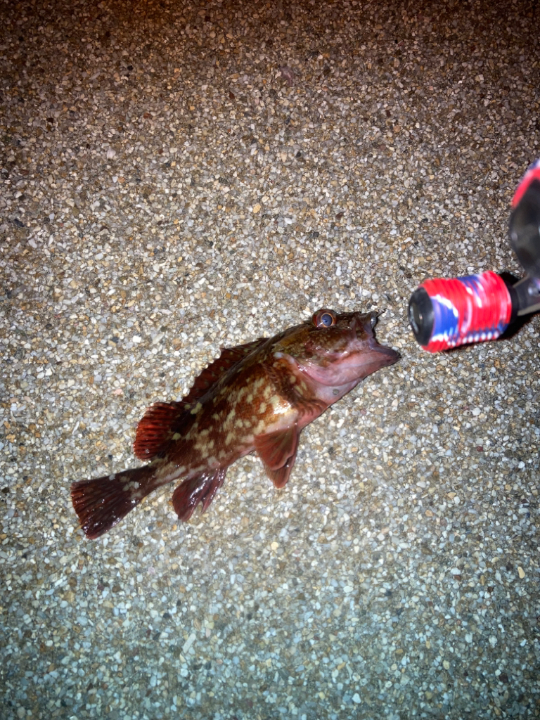 メバリング不発