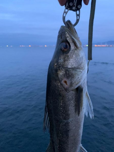 朝マヅメシーバス2本