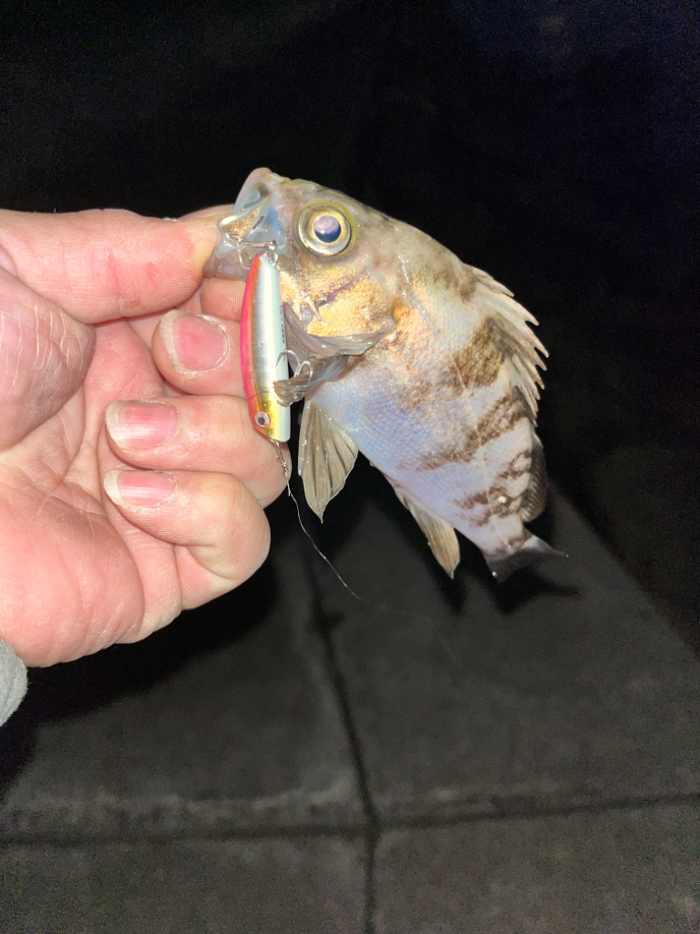 久しぶりのシーバス