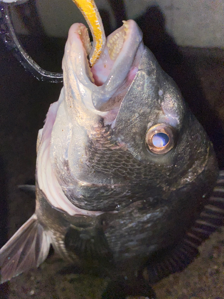 ヘチってきました