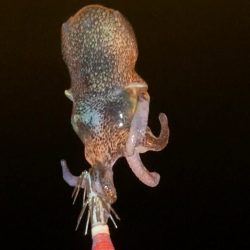今季初シーズン終わりのヤリイカ釣り！