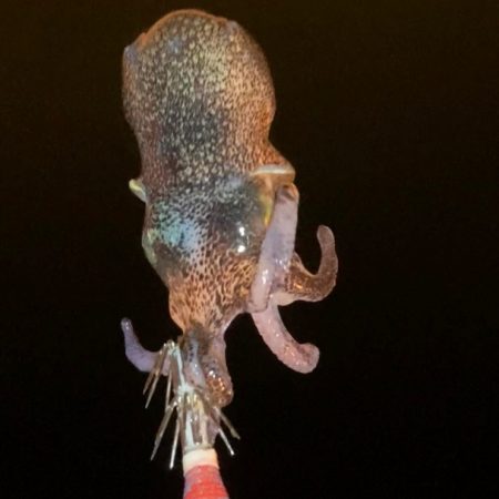 今季初シーズン終わりのヤリイカ釣り！