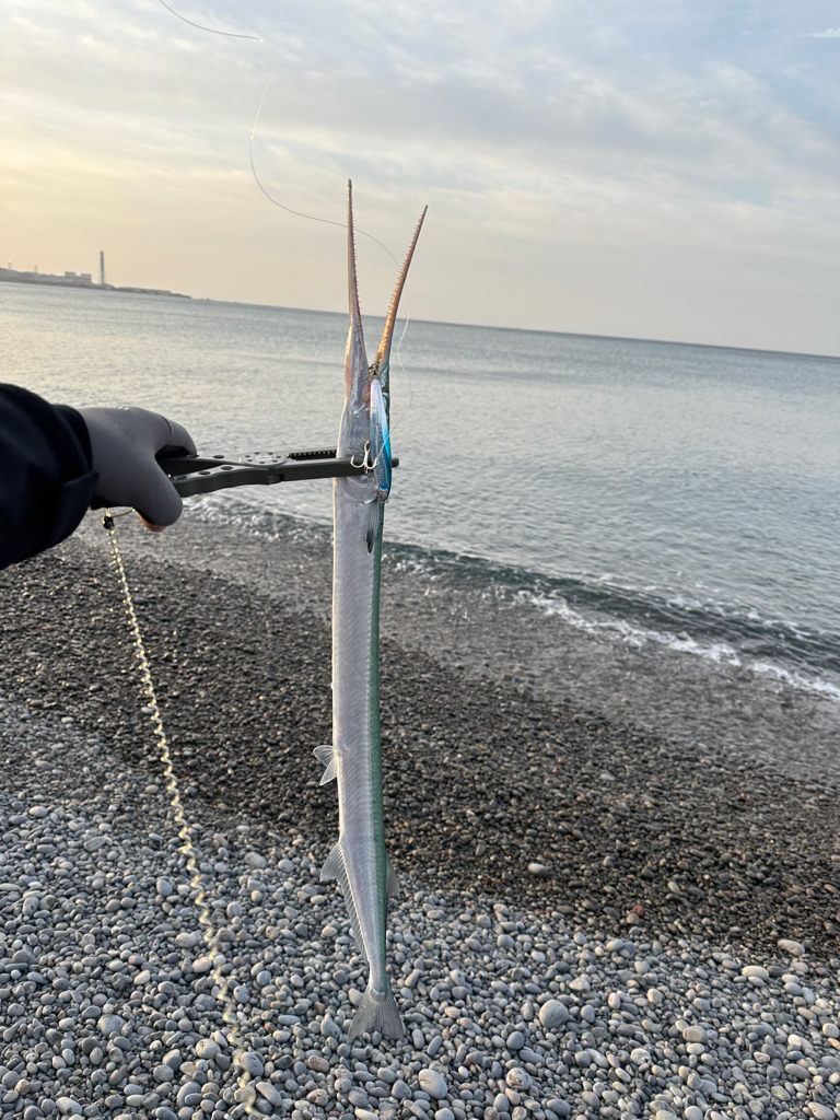 おばけサヨリ〜