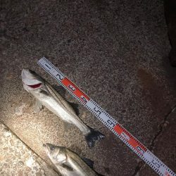 1時間で2キャッチ！