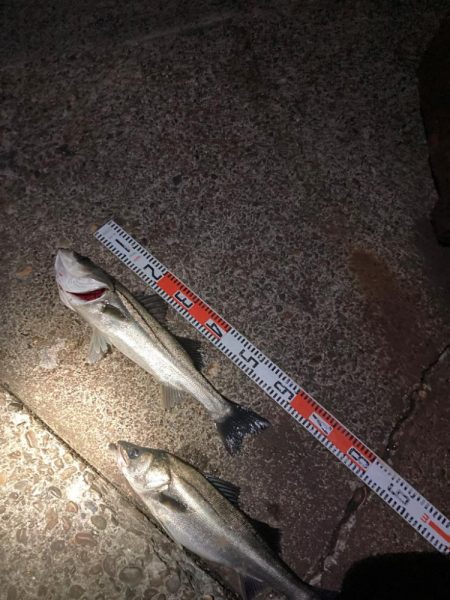 1時間で2キャッチ！