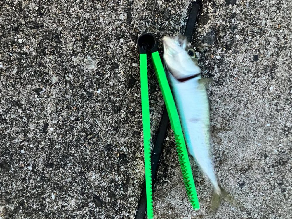 メバル狙い…？