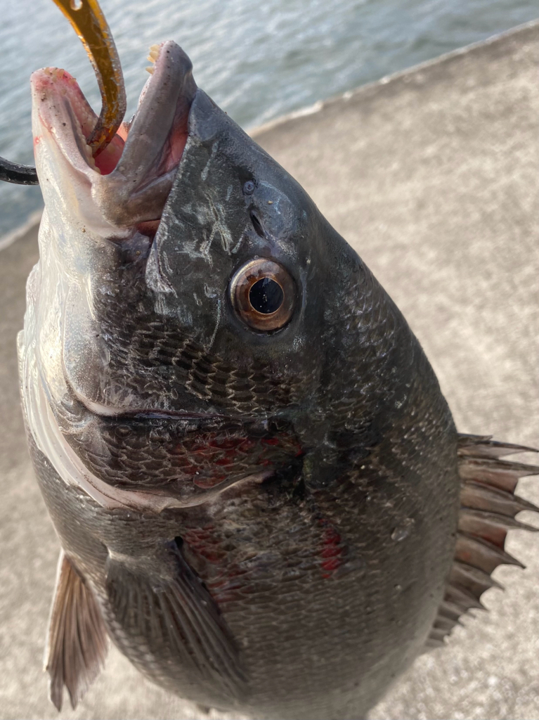 ヘチってきました