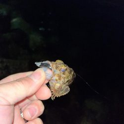 メバルが釣れない