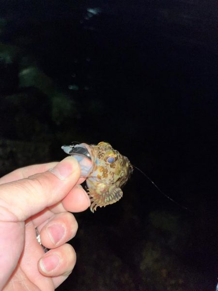 メバルが釣れない