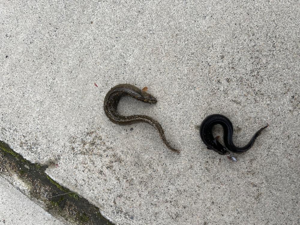 小浜様子見
