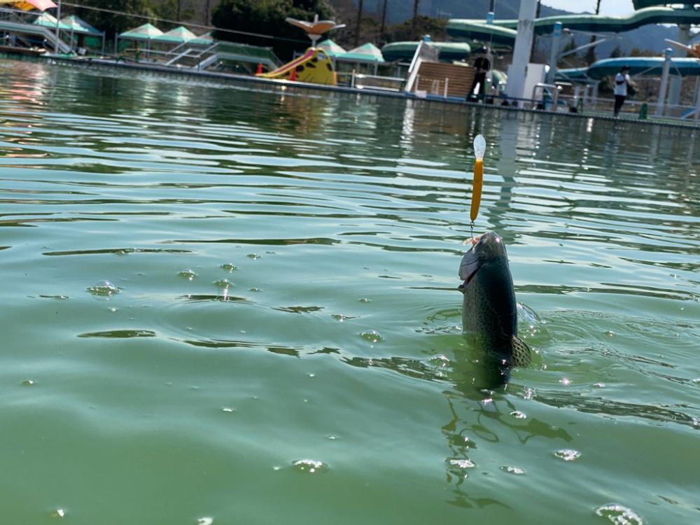 かめプー　WBC決勝見てからエリアトラウト