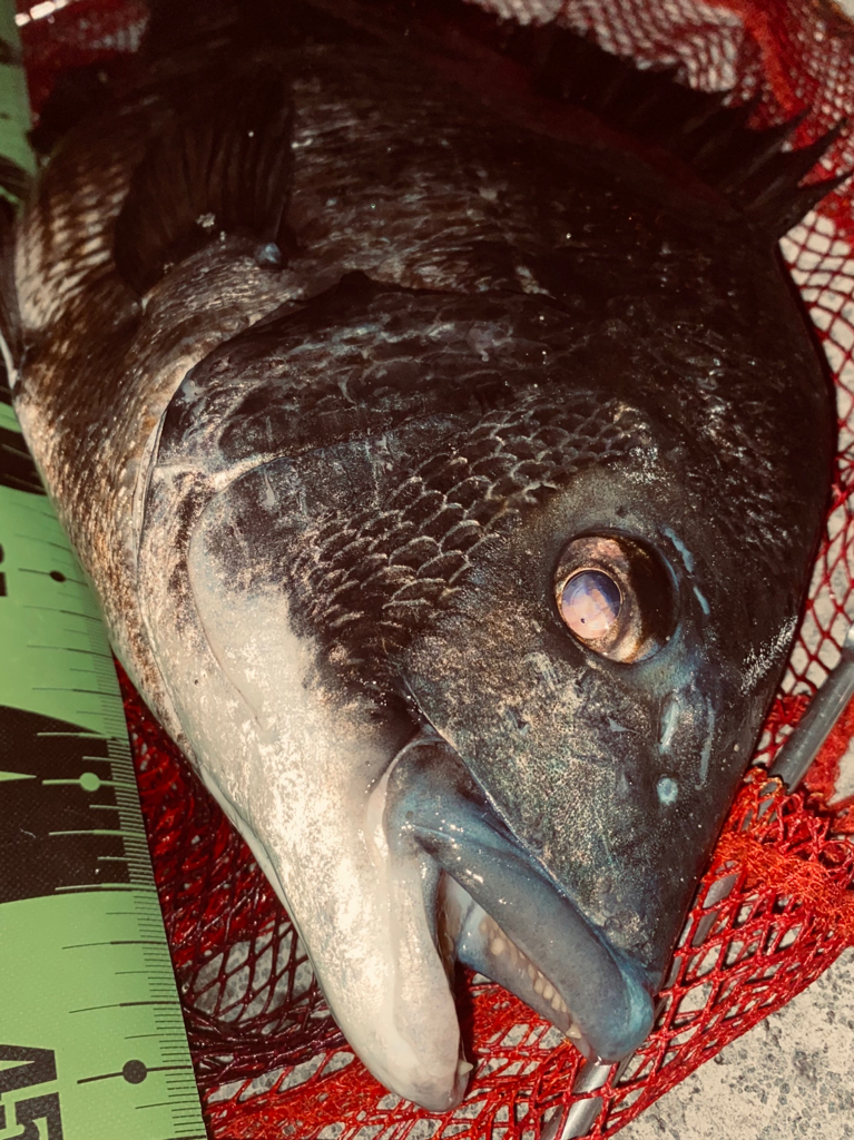 ヘチってきました