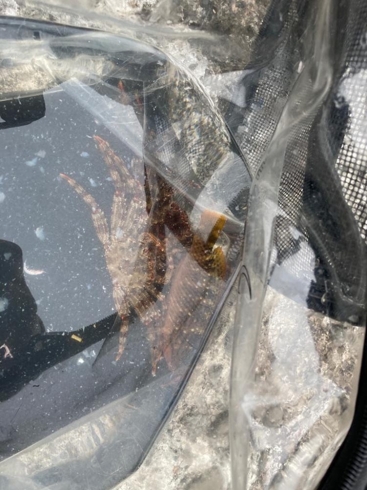 ショウジンガニー！