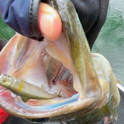 ダム釣行でブラックバスget🐟