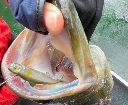 ダム釣行でブラックバスget🐟