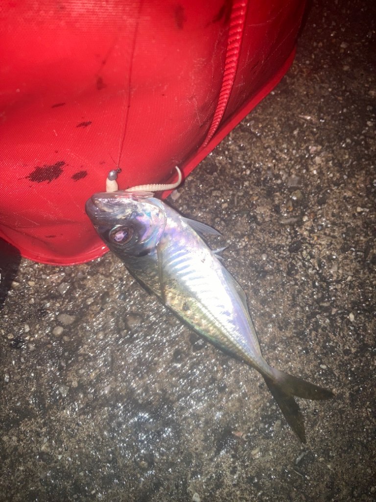 烏賊釣りの餌確保に