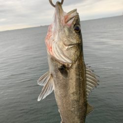 朝マヅメシーバス