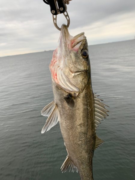 朝マヅメシーバス