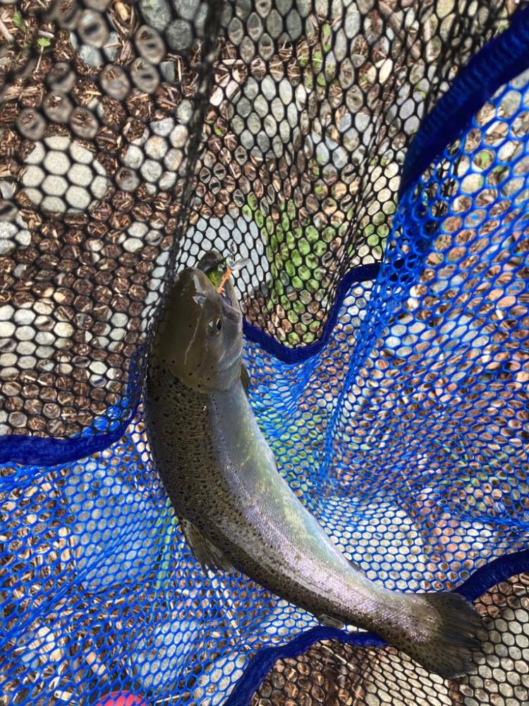 エリアトラウト