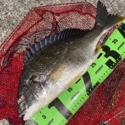 ヘチってきました