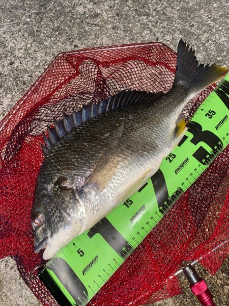 ヘチってきました