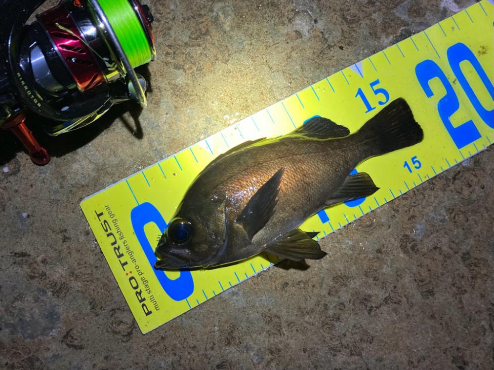 渋い大潮の干潮