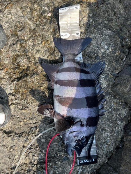 念願の５０cm！！