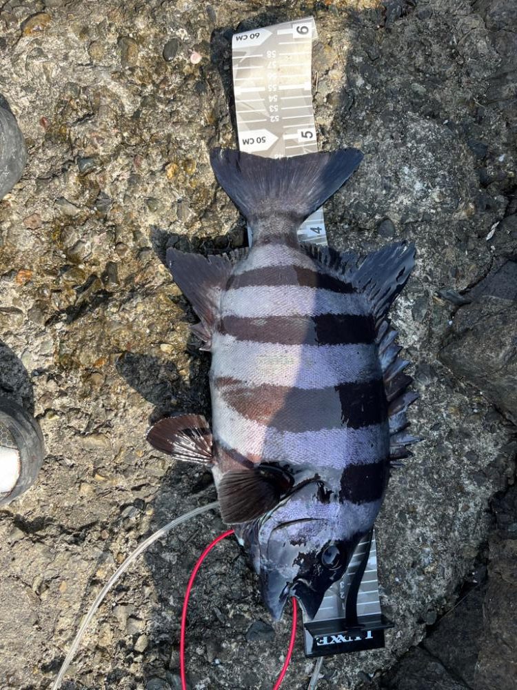 念願の５０cm！！