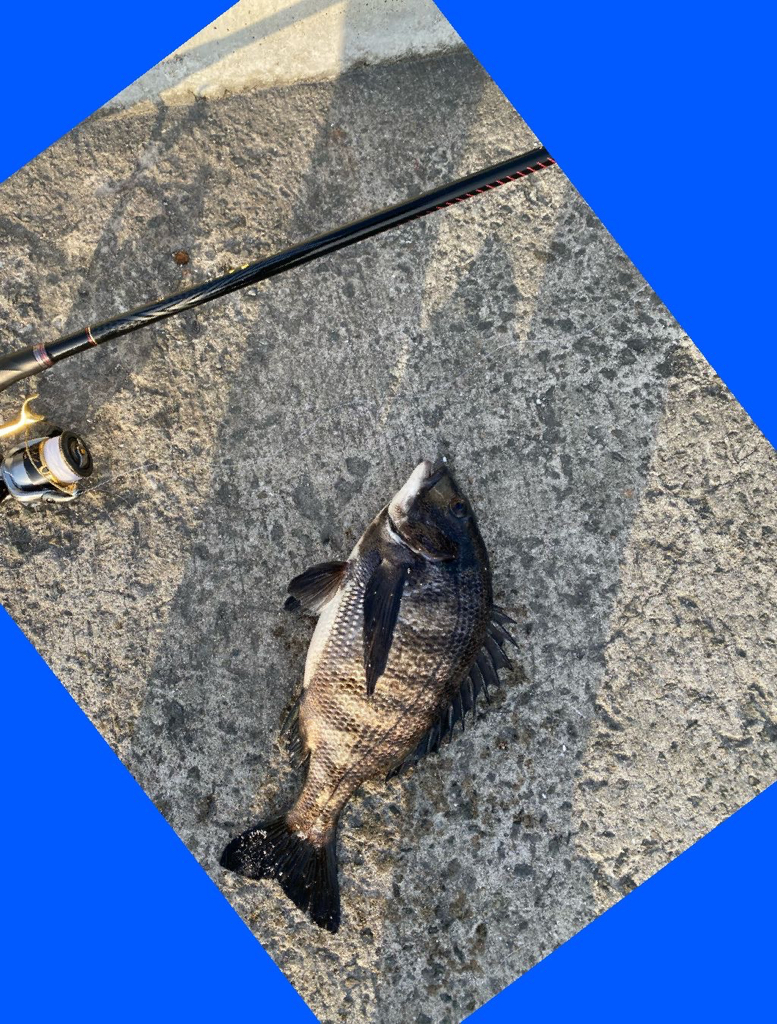 ドンと来る引きごたえスズキ70