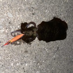 ナイトエギング