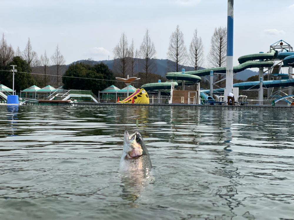 亀プー　エリアトラウト