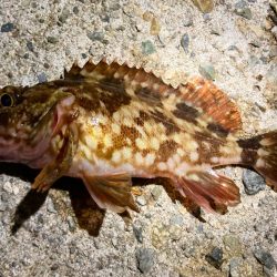 夜釣りに行ける気温になりましたにゃぁ。