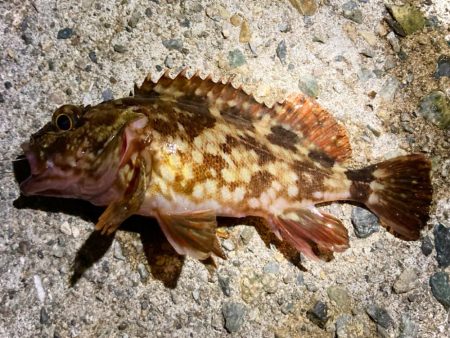 夜釣りに行ける気温になりましたにゃぁ。