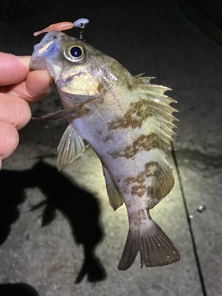 メバリング、やや渋め