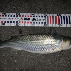 ボラーフィッシング