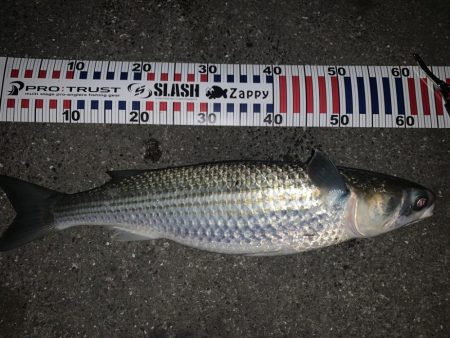 ボラーフィッシング