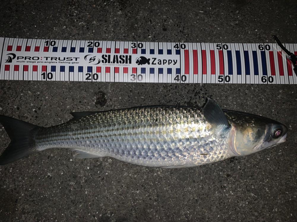 ボラーフィッシング