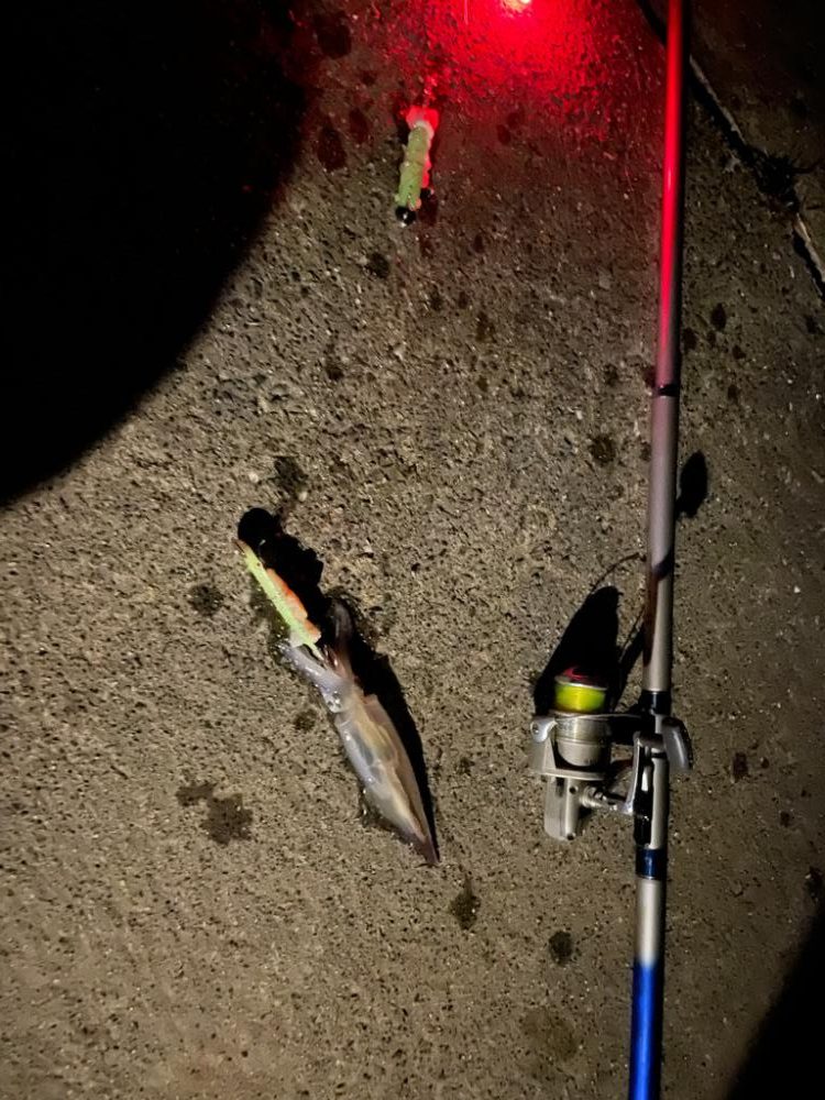 ヤリイカテーラー