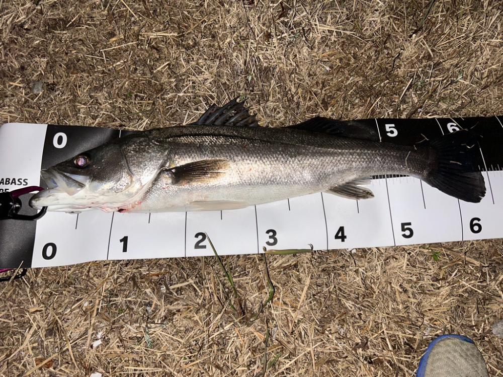 この時期のこのサイズは嬉しい