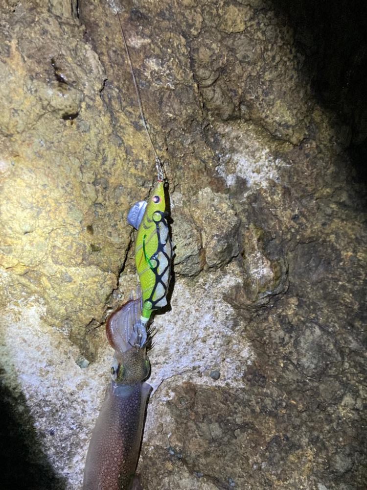 1ヶ月ぶりのヤリイカ