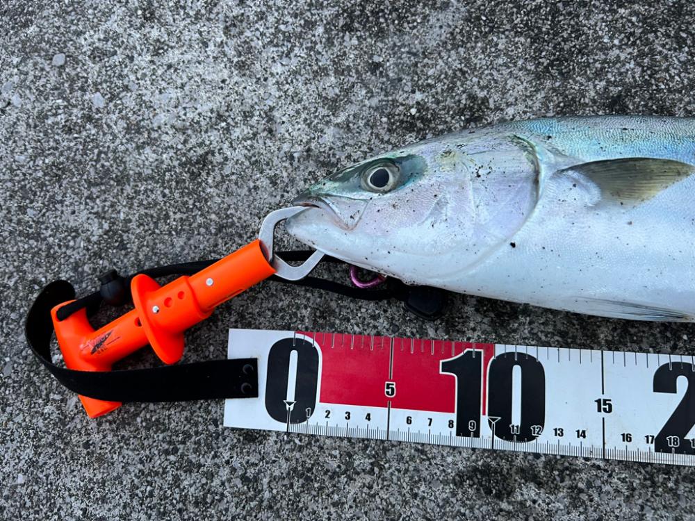 毎月恒例の店長会議前釣行（笑）