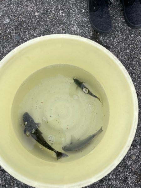 釣れるけど難しい！厳しい！