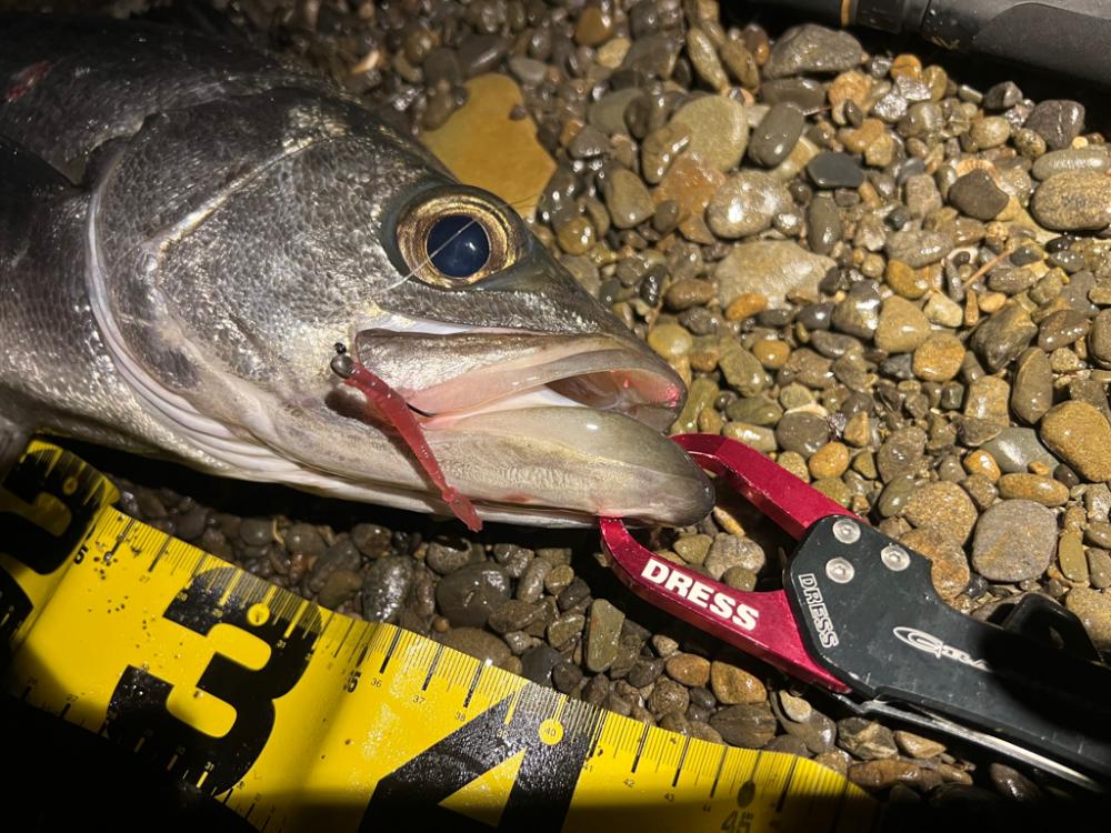 シーバスを探して三千里 Vol.2