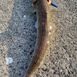 エギングリベンジ