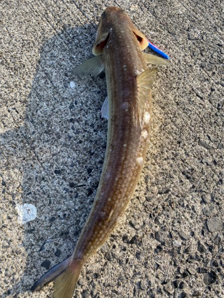 エギングリベンジ